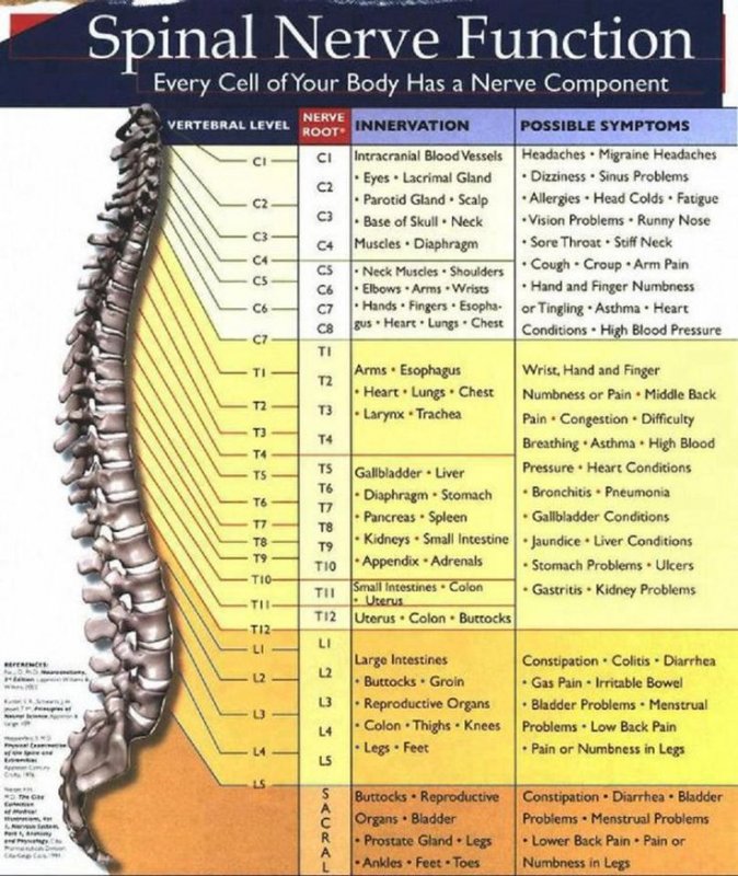 Spinal Chart.jpg