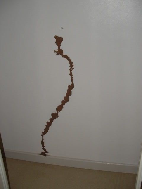 2007_0308Simon-rug-Termites0005.jpg