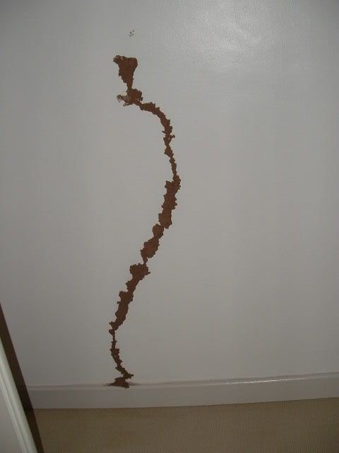 2007_0308Simon-rug-Termites0008.jpg