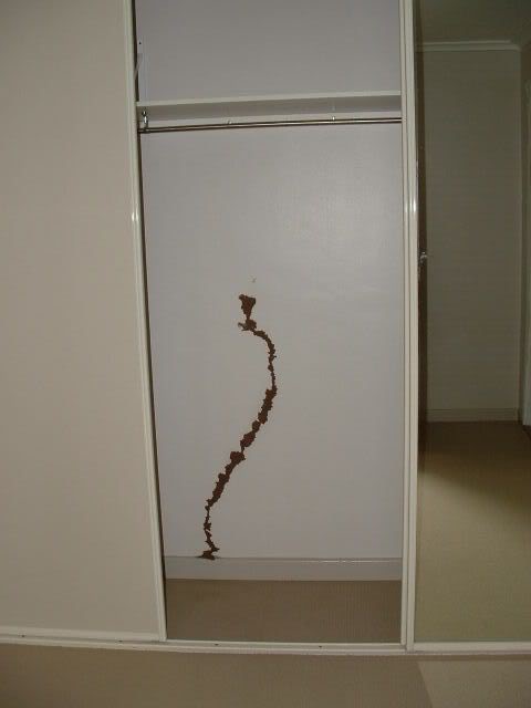 2007_0308Simon-rug-Termites0009.jpg