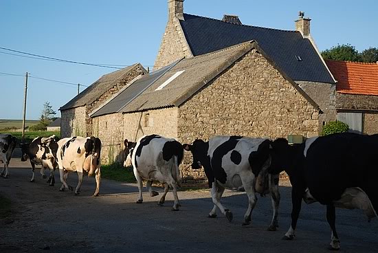 21253126808cows-coming-home-for-milking.jpg