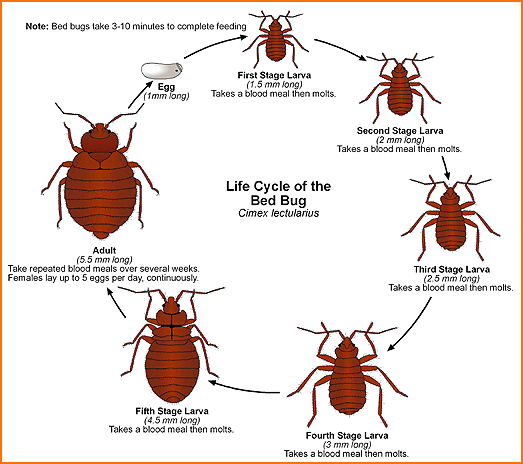 bed-bugs-life-cycle.gif