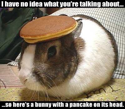 bunny_with_pancake.jpg