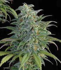 buy-big-bud-marijuana-seeds_zpst86dyad0.jpg