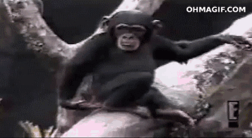 chimpanzee-realizes-his-shit-smells-terrible.gif
