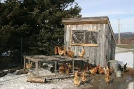 chookshed_zpstq2gn7tw.jpg