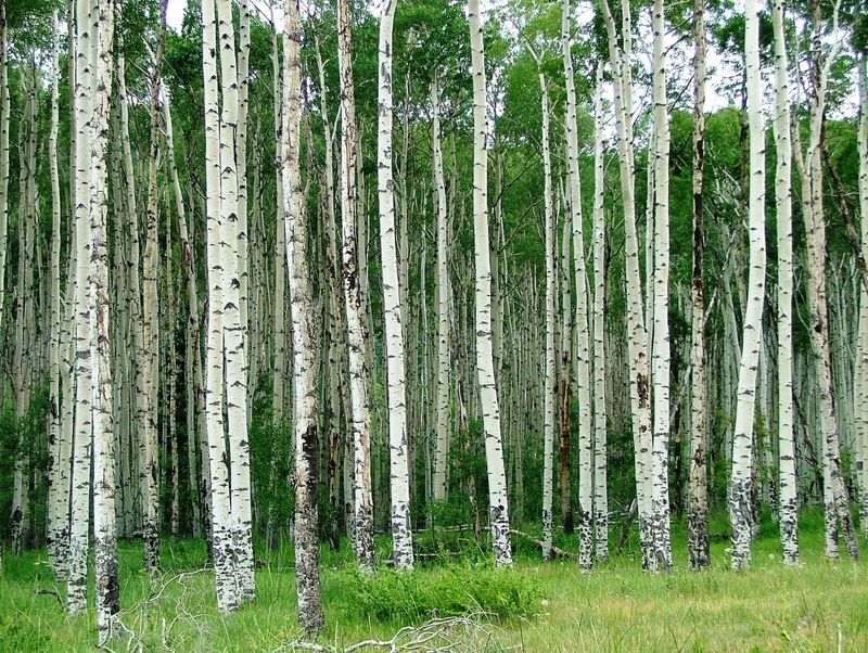 Colorado-Aspen-Trees-Photo-By-Four-Seasons-RV-Park-01.jpg