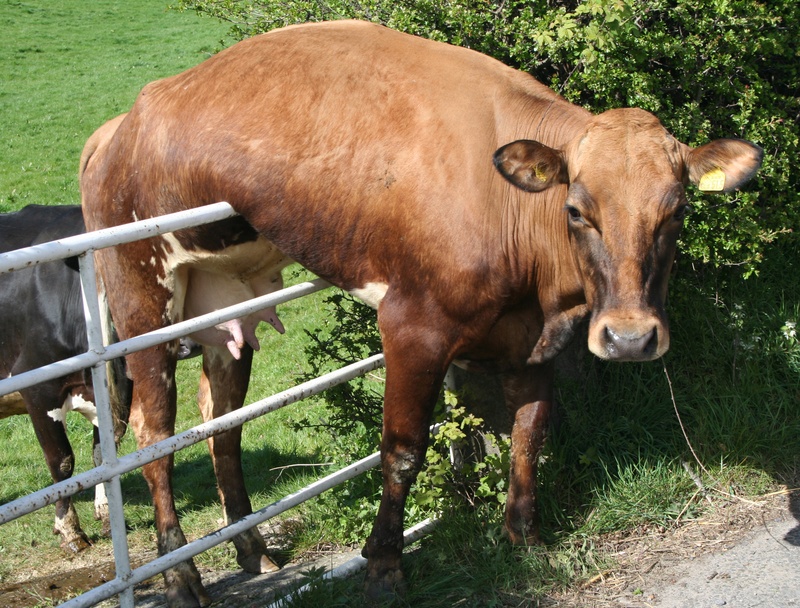 cow-stuckon%20fence%20-shutterstock_7319251.jpg
