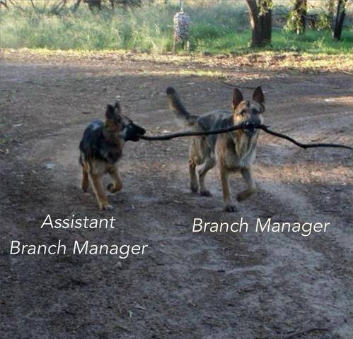 Dogs10%20-%20Branch%20Manager.jpg