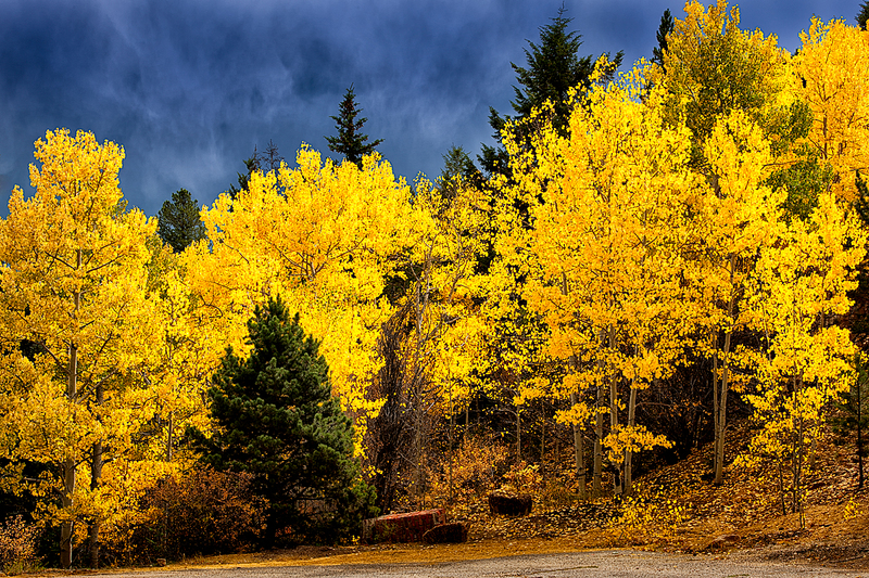 Fall-Color-Aspen-Trees-Colorado-110716-06-1.jpg