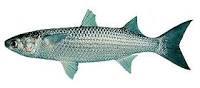 Flathead%20Grey%20Mullet_zpsg1hqocn1.jpg