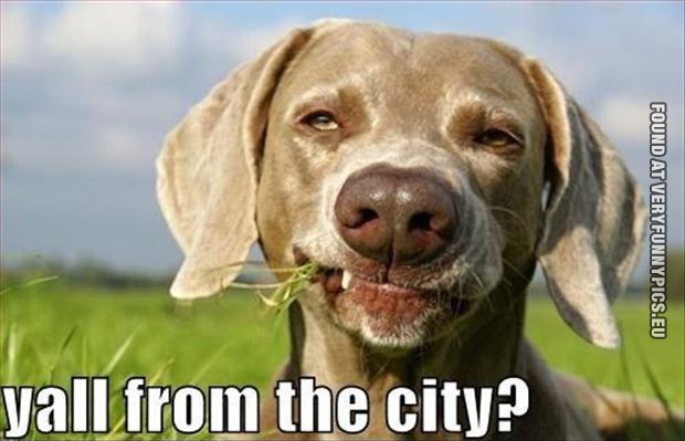 funny-picture-redneck-dog.jpg