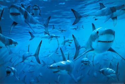 Great-White-Sharks-Posters.jpg