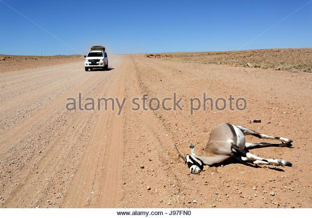jeep-passing-by-a-dead-oryx-gazella-lying-by-the-gravel-road-namibia-j97fn0.jpg