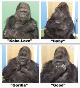 koko.jpg