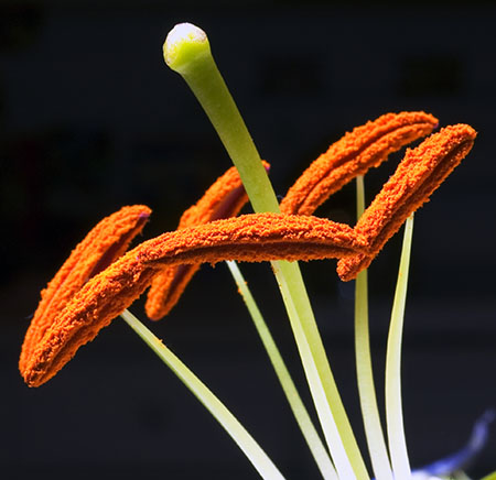 LilyPollen050731_119.jpg