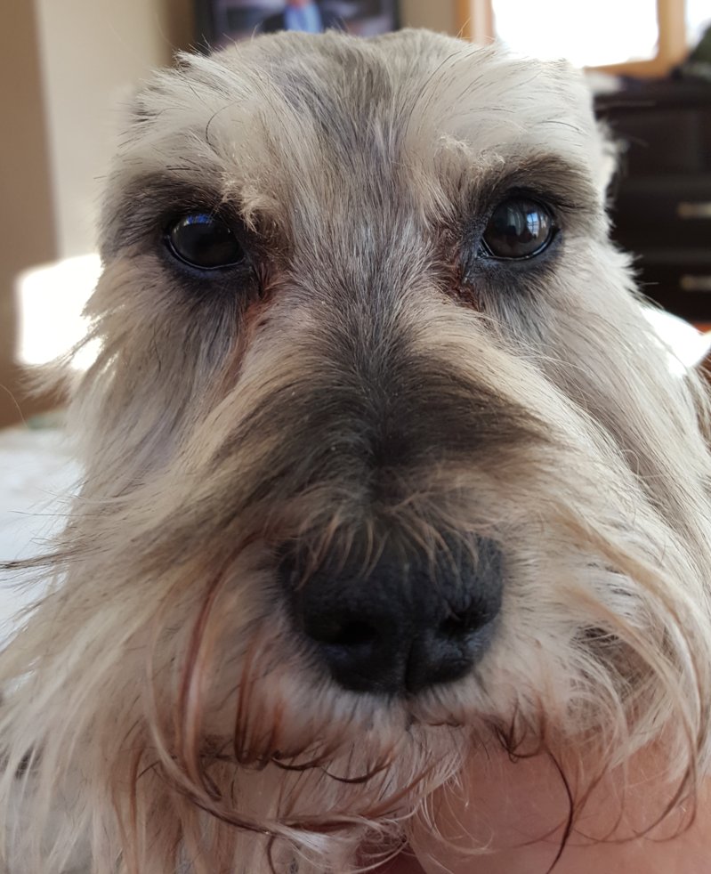 Lola face.jpg