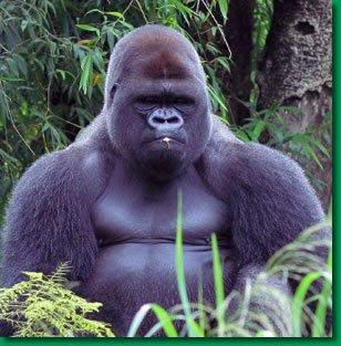 male_silverback_gorilla.jpg