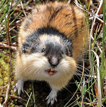 norwegian-lemming-shows-teeth.jpg