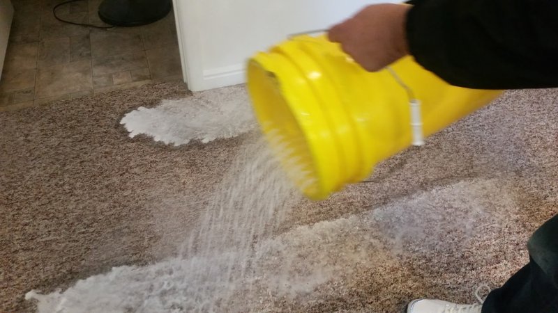 pet urine treatment.jpg