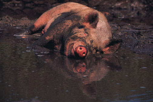 pig_wallowing_in_cbb4_zpsodhtcpfd.jpg