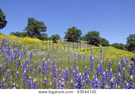 spring_lupine_california_poppy_wildflowers_white_oak_cg6p3544192c.jpg