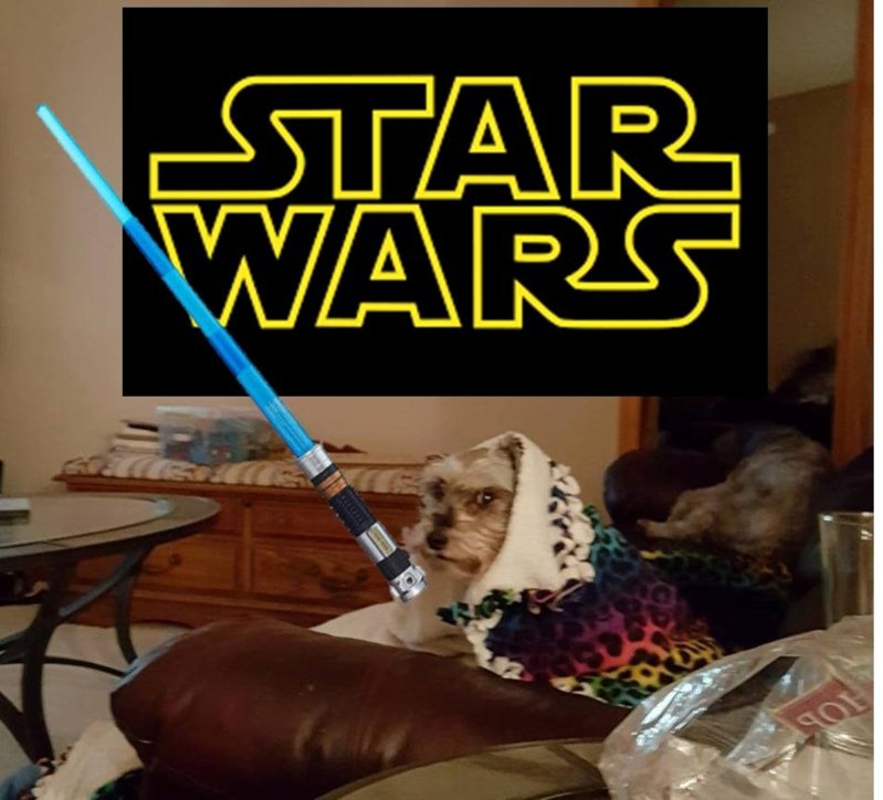 Star Wars Dog .jpg