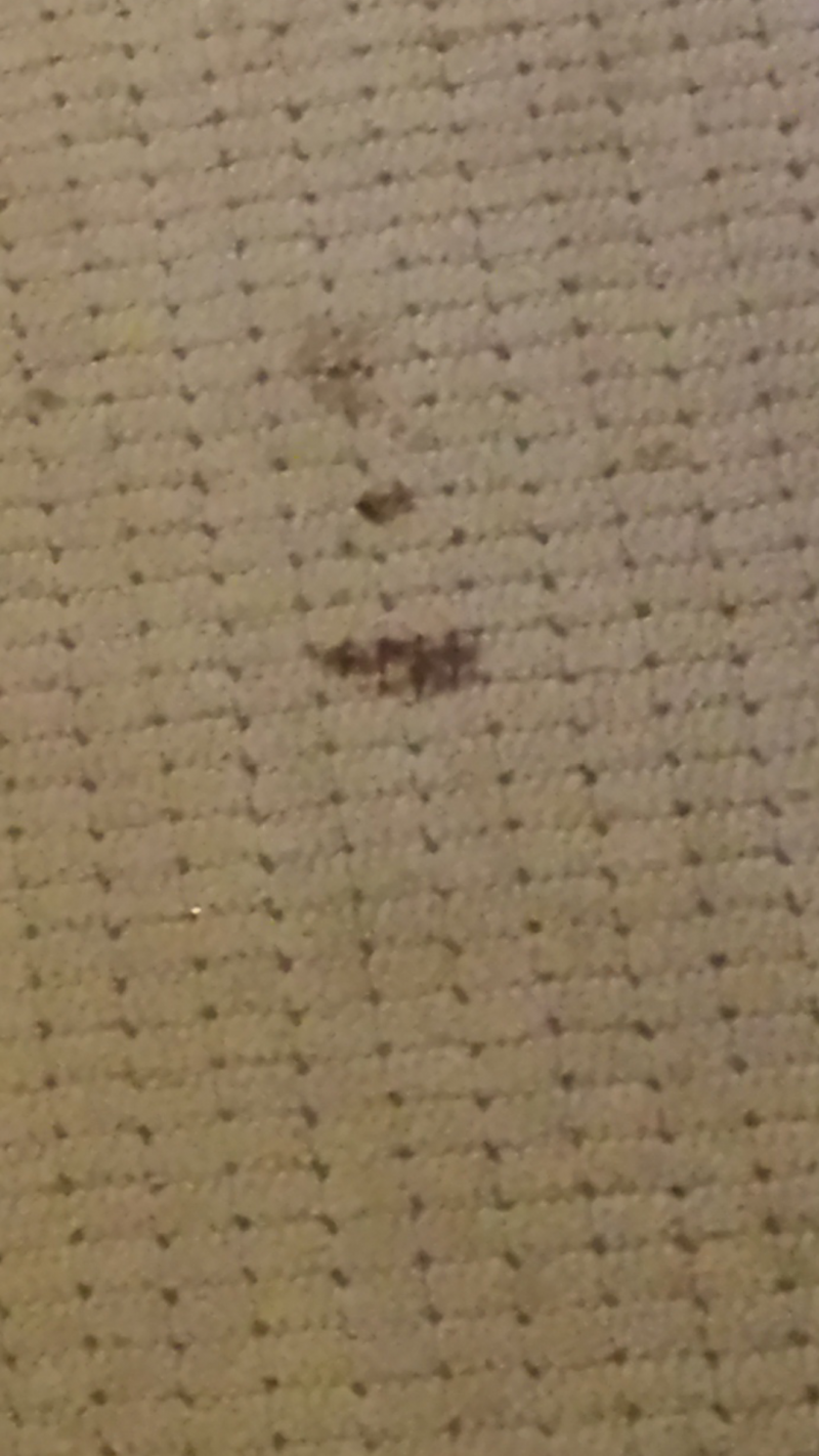 Tar spot.png