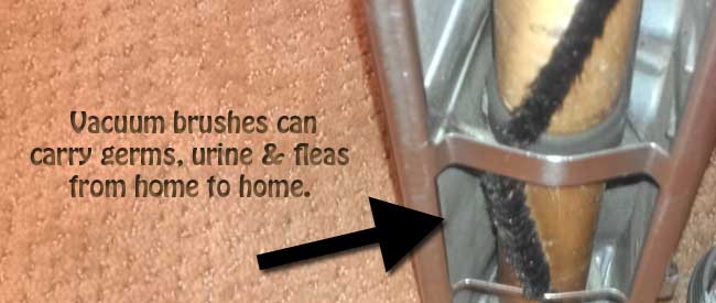 vacuum-before-a-professional-carpet-cleaning.jpg