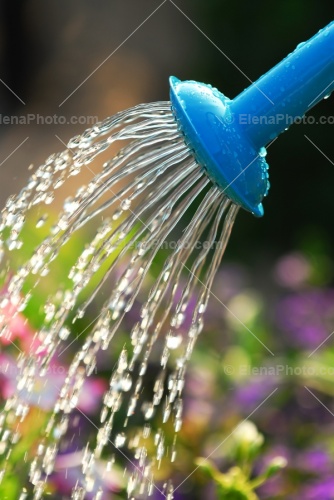 watering_flowers_sjpg6815.jpg