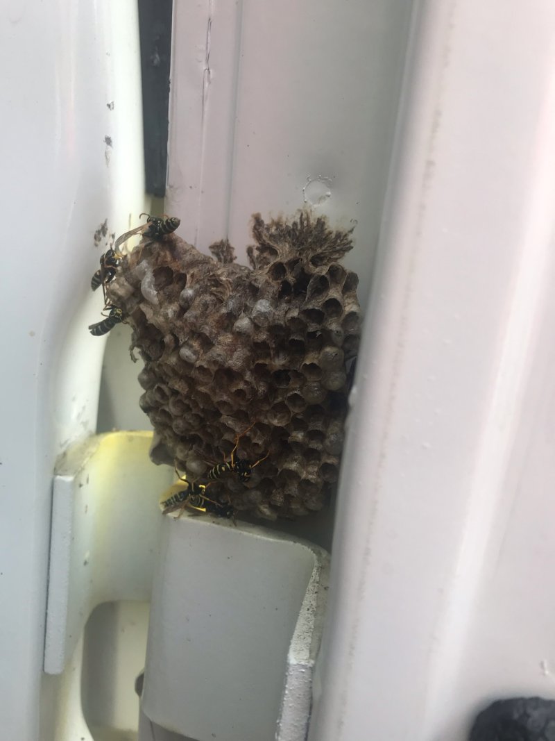 hornet nest.jpg