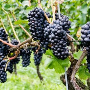 pinot-noir-grapes-large.jpg