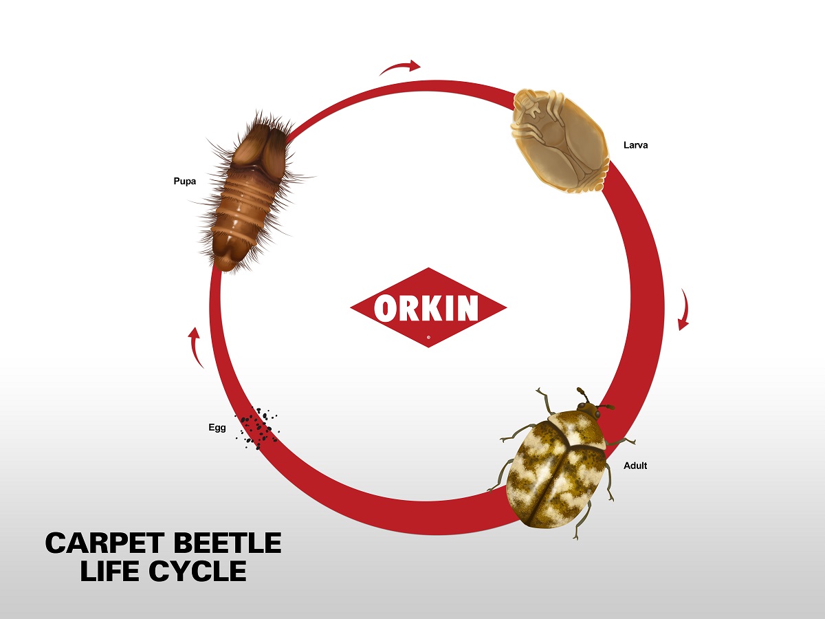 carpet-beetle-life-cycle_7200x5400.jpg