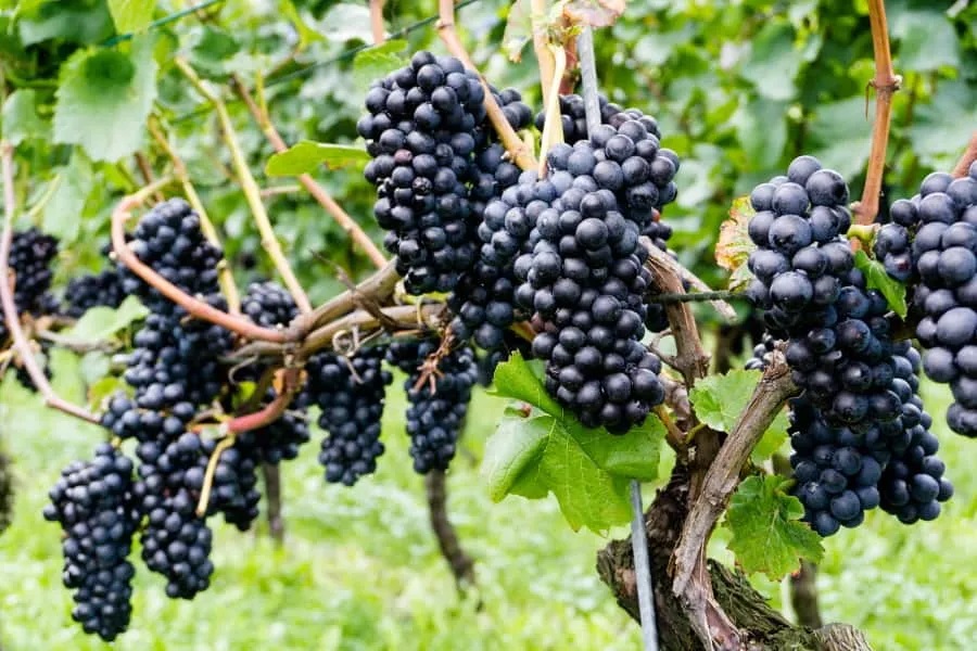 pinot-noir-grapes-large.jpg