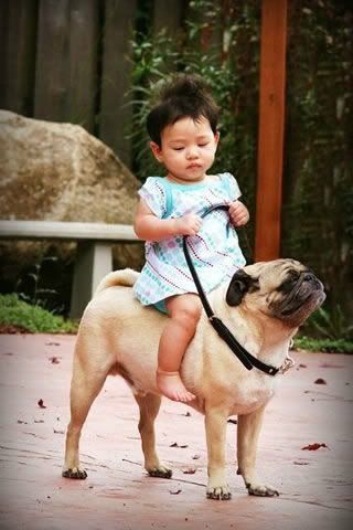 PugHorse-1.jpg